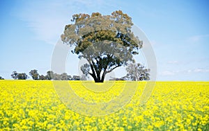 A big tree among canola boom bright yellow fields in Walla walla in the Riverina region of southern New South Wales, Australia