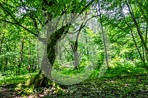 The big tree Carpinus Betulus, commonly known as the European or common hornbeam