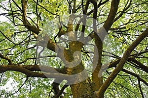 Il grande un albero 