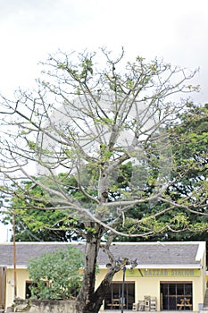 big tree in city park.