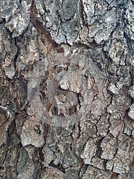 Big tree in city park on a bright morning