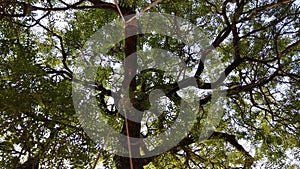 Big Tree clicked from a swing