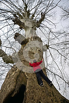 A big tree climbing child