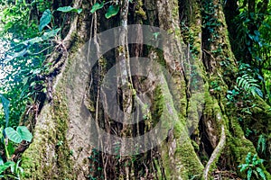 Big tree in a cloud forest of Reserva Biologica Bosque Nuboso Monteverde, Costa Ri photo