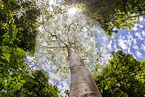 Big tree with clouds and sunlight in the sky, view from the bottom up