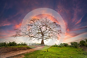 Big tree in the color sky photo