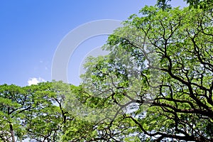 Big tree, Common name : saman, rain tree, monkeypod