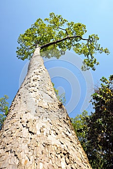 The big tree in conserved forest