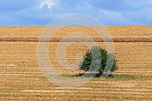 Big tree in a corn field - tree isolated in the field - corn harvesting