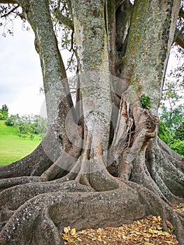 Big tree in Cornwall park. Auckland. Portrait orientation