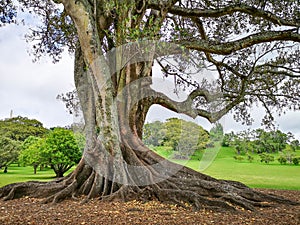 Big tree in Cornwall park. Auckland,