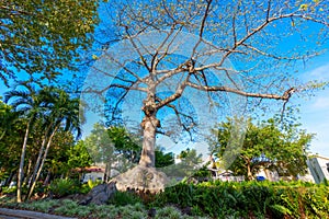 Big tree at the Cuban Memorial Boulevard Park