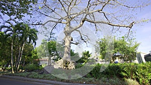 Big tree Cuban Memorial Park Calle Ocho Miami