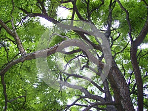 A big tree with curve branches and green leaves on summer