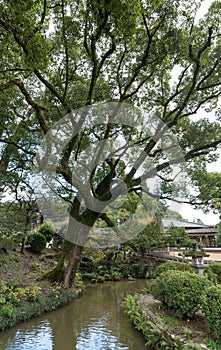 Big tree in Dazaifu Tenmangu shrine