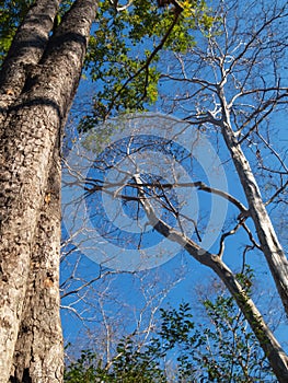 Big tree And dead trees, and without leaves on the background, bright blue sky without clouds For natural background