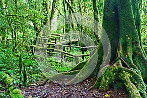 Big tree in deep forest, Intanon mountain Thailan