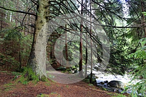 Big tree in deep forest