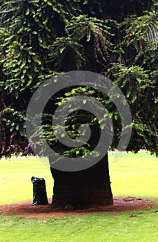 Big tree with dustbin at the ooty garden photo