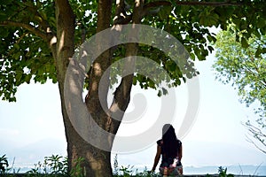 Big tree by erhai lake landscape girl sits