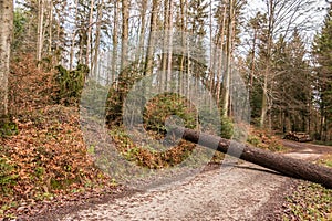 Big tree fallen across the woodland path after a big storm