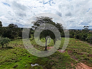 big tree in a field