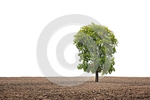 Big tree in field isolated