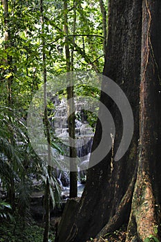 Big Tree in a forest