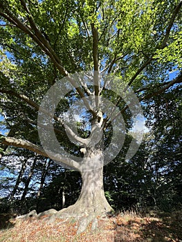 Big tree in the forest around Vilsteren