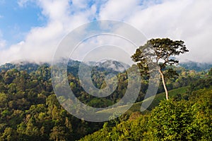 Big tree in forest with fog and cloudy sky