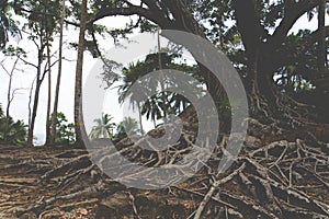 Big tree in forest. Green life background