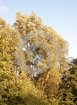 Big tree in forest with leaves flowing gold in sunset