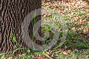 Big tree with fractal pattern bark close up, green grass helms a