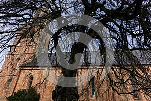 Big tree in front of he church in Eenrum