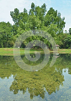 A big tree in the garden