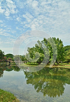 A big tree in the garden