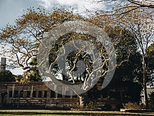 Big tree in the garden of topkapi palace . istanbul turkey