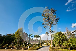 Big tree in garden of upcontry resort photo