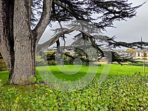 A big tree in the gardens of Ambroise castel. Chaumont Castel in Loire Valley, France