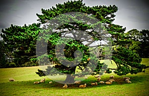 Big tree giving shade to a herd of sheeps