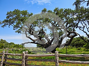 The Big Tree at Goose Island State Park, Texas