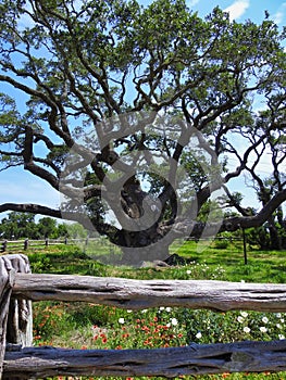 The Big Tree at Goose Island State Park, Texas