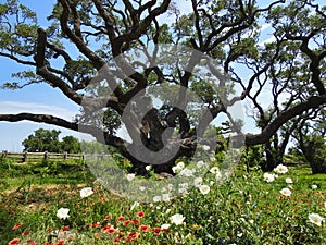 The Big Tree at Goose Island State Park, Texas