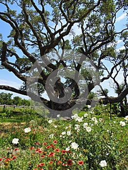 The Big Tree at Goose Island State Park, Texas