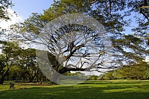 Big tree in the green garden in the evening