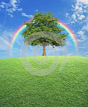 Big tree with green grass field over rainbow and blue sky, nature background