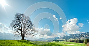 Big tree on green hill, blue sky, clouds and mountains