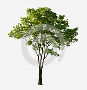 Big tree green leaf isolate on white