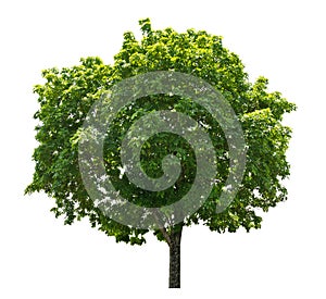 Big tree green leaf isolate on white