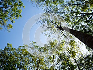 Big tree with green leave in forest high up to blue sky. Natural and environment concept